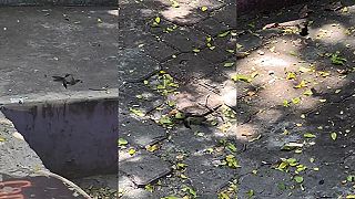 video Viete, ako sa pária kolibríky?