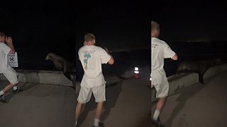 video Mladík sa priznal k týraniu tuleňa v San Diegu, hrozí mu rok väzenia