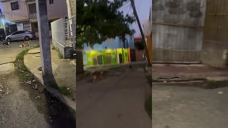 video Ako rozohnať pouličných psov? Nauč sa poriadne štekať!