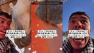 video Už ťa niekedy uhryzol kôň?