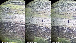 video Muž v Yellowstone bol sledovaný vlkom 10 minút, napokon ho postriekal sprejom