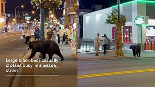 Čierny medveď prekvapil ľudí v Tennessee, keď sa prechádzal po ulici