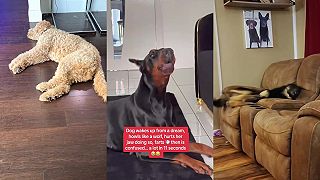 video Aj váš pes robí zábavné veci počas spánku?