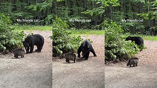 video Mačka sa medveďa čierneho nezľakla
