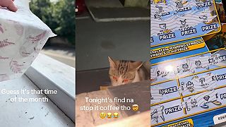 video Mačka kradne ako profesionálka, paničke nosí rôzne veci