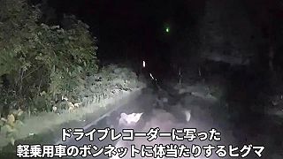 video Desivý nočný útok medvedice na auto pri Bifuke na Hokkaido