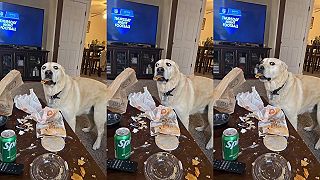 video Prichytený priamo pri čine!