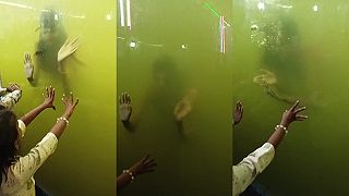video Morská panna LEVEL INDIA