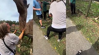 video Neser ťavu, ktorú nepoznáš!