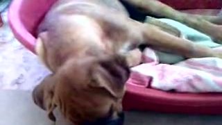 Chrápajúci boxer