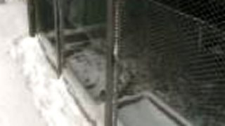 Fretka Fredy a slepice