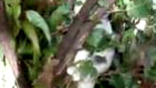 Koala - hranie