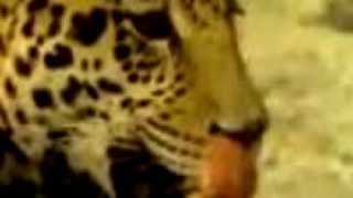 Jaguár vs Kojot