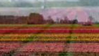 Krajina tulipánov