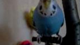 Pipa - hop