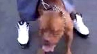 Westcoast bullies