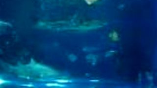 Tropicarium Oceanarium Campona Budapest