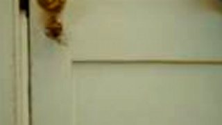 The New Daughter (trailer 2009)