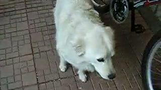 Môj Bobík