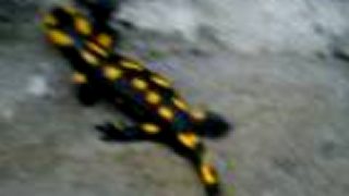 Salamandra škvrnitá :)