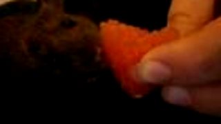 Môj divoký potkaník Devil
