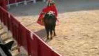 Matador vs býk