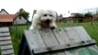 Laky a agility