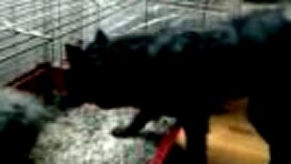 Pes Chico (Čiko) a môj králik Tedi