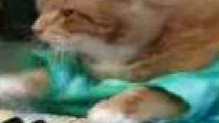 Charlie Schmidt's cool cat does a BARREL ROLL!