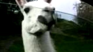 Lama - song