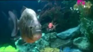 The Chemical Brothers - The Salmon Dance