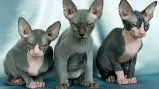 Sphynx