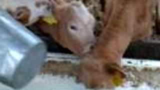 Láska teliatok u nás na EKO Farme Šuňava
