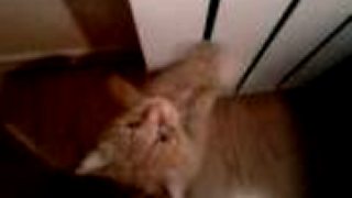 Rýchle labky a mačička Garfield