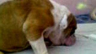 Zaspatý buldog