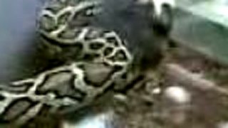 Python molurus bivitattus