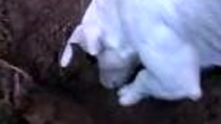 Šikovný Jack Russell - hľadač hľuzoviek