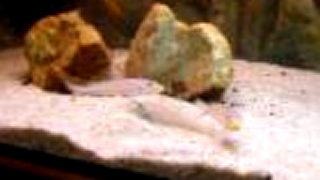Cyphotilapia frontosa blue Mpimbwe F1