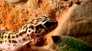 Kiky - Gekončík nočný