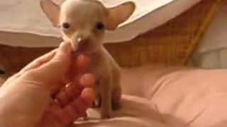 Micro chihuahua (čivava)