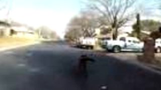 Dogboarding