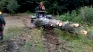 Pasienkový buk