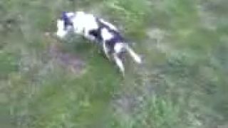 Pes s ručnou brzdou