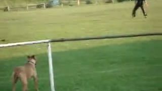 Cane corso 6