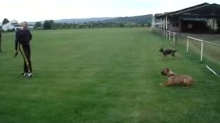 Cane corso 8