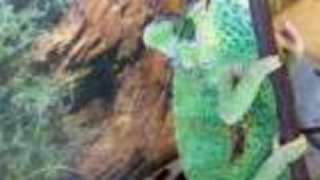 Nahnevaný chameleón