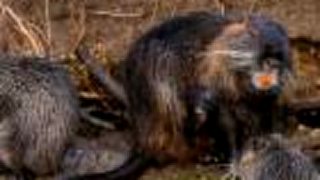 Nutria riečna (Myocastor coypus)