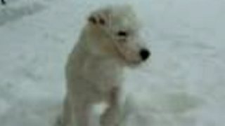 Great Big White World