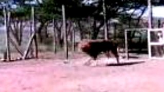 Strážca levov (1999) Trailer