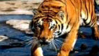 Tigre a tigrice...